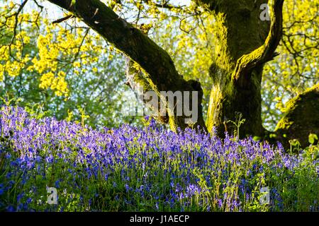 Marshwood, Dorset, UK.  19. April 2017.  Großbritannien Wetter.   Glockenblumen in Blüte in der Eisenzeit Wallburg Coney Burg in der Nähe von Marshwood in Dorset.  Bildnachweis: Graham Hunt/Alamy Live-Nachrichten Stockfoto