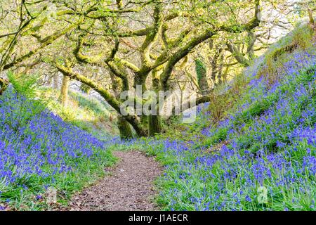 Marshwood, Dorset, UK.  19. April 2017.  Großbritannien Wetter.   Glockenblumen in Blüte in der Eisenzeit Wallburg Coney Burg in der Nähe von Marshwood in Dorset.  Bildnachweis: Graham Hunt/Alamy Live-Nachrichten Stockfoto