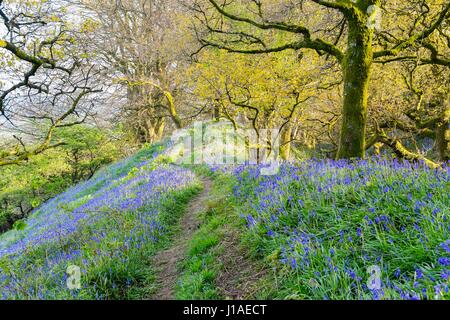 Marshwood, Dorset, UK.  19. April 2017.  Großbritannien Wetter.   Glockenblumen in Blüte in der Eisenzeit Wallburg Coney Burg in der Nähe von Marshwood in Dorset.  Bildnachweis: Graham Hunt/Alamy Live-Nachrichten Stockfoto