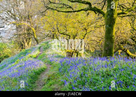 Marshwood, Dorset, UK.  19. April 2017.  Großbritannien Wetter.   Glockenblumen in Blüte in der Eisenzeit Wallburg Coney Burg in der Nähe von Marshwood in Dorset.  Bildnachweis: Graham Hunt/Alamy Live-Nachrichten Stockfoto