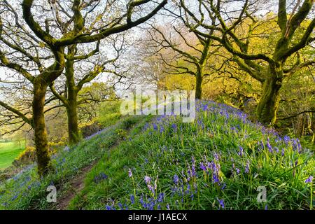 Marshwood, Dorset, UK.  19. April 2017.  Großbritannien Wetter.   Glockenblumen in Blüte in der Eisenzeit Wallburg Coney Burg in der Nähe von Marshwood in Dorset.  Bildnachweis: Graham Hunt/Alamy Live-Nachrichten Stockfoto