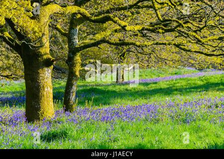 Marshwood, Dorset, UK.  19. April 2017.  Großbritannien Wetter.   Glockenblumen in Blüte in der Eisenzeit Wallburg Coney Burg in der Nähe von Marshwood in Dorset.  Bildnachweis: Graham Hunt/Alamy Live-Nachrichten Stockfoto