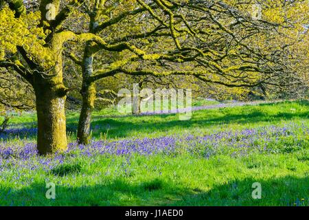 Marshwood, Dorset, UK.  19. April 2017.  Großbritannien Wetter.   Glockenblumen in Blüte in der Eisenzeit Wallburg Coney Burg in der Nähe von Marshwood in Dorset.  Bildnachweis: Graham Hunt/Alamy Live-Nachrichten Stockfoto