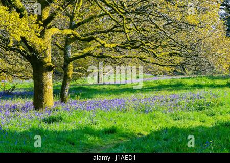 Marshwood, Dorset, UK.  19. April 2017.  Großbritannien Wetter.   Glockenblumen in Blüte in der Eisenzeit Wallburg Coney Burg in der Nähe von Marshwood in Dorset.  Bildnachweis: Graham Hunt/Alamy Live-Nachrichten Stockfoto