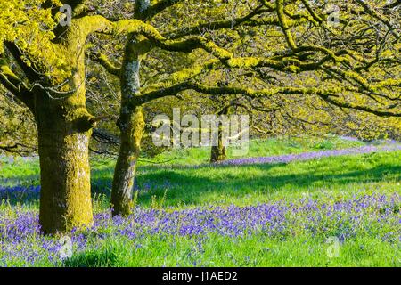 Marshwood, Dorset, UK.  19. April 2017.  Großbritannien Wetter.   Glockenblumen in Blüte in der Eisenzeit Wallburg Coney Burg in der Nähe von Marshwood in Dorset.  Bildnachweis: Graham Hunt/Alamy Live-Nachrichten Stockfoto