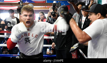 San Diego CA. 19. April 2017. Ehemaligen zwei-Teilung World Champion Canelo Alvarez arbeitet für die Medien in San Diego am Mittwoch. 19 April vor seiner Cinco De Mayo Wochenende Showdown gegen den ehemaligen WBC-Mittelgewichts-World Champion Julio Cesar Chavez, Jr. Der Kampf ist am Samstag, den 6. Mai. bei der T-Mobil-Arena und der Super-Kampf produziert und vertrieben werden live von HBO Pay-pro-View.Photo von Gene Blevins/LA Daily News/ZumaPress. Bildnachweis: Gene Blevins/ZUMA Draht/Alamy Live-Nachrichten Stockfoto