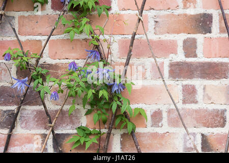 Clematis Macropetala 'Lagune' Blume auf Stöcke gegen eine Mauer klettern. Clematis Alpina Blue Lagoon Stockfoto