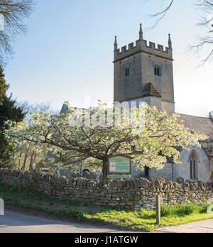 Prunus. Blühender Kirschbaum im Sonnenlicht Abend vor St. Eadburgha Kirche, Broadway, Cotswolds, Worcestershire, England Stockfoto