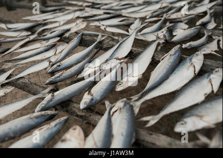 Fische Trocknen auf Gestellen im Norden Mosambiks Stockfoto