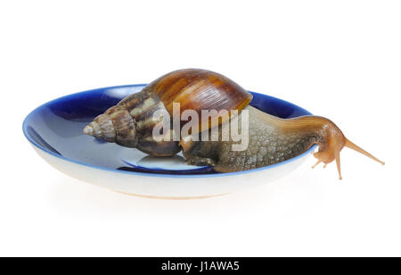 Schnecke auf Platte isoliert auf weißem Hintergrund Stockfoto