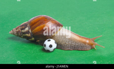 Große Schnecke, die Fußball spielen Stockfoto