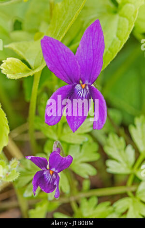 Süße Veilchen (Viola Odorata) in Brockley Friedhof, Lewisham Stockfoto