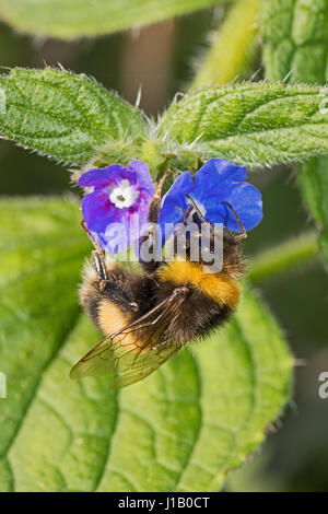 White-tailed Bumblebee Arbeiter Fütterung auf grüne alkanet Stockfoto