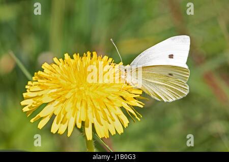 Männliche kleine weiße Schmetterlinge ernähren sich von Löwenzahn Stockfoto