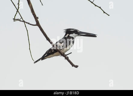 Close-up Detail einer pied Kingfisher ceryle Rudis auf dem Ast eines Baumes mit gefangen Fisch im Schnabel auf weißem Hintergrund thront Stockfoto