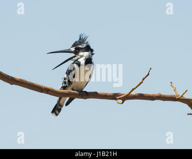 Close-up Detail einer pied Kingfisher ceryle Rudis auf dem Ast eines Baumes mit offenem Schnabel gehockt Stockfoto