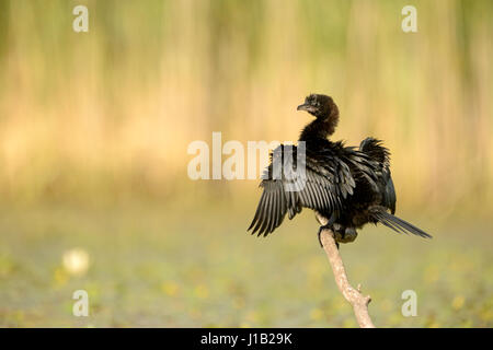 Pygmy Kormoran (Microcarbo Pygmaeus) trocknen seine Flügel auf einem Ast, Hortobagy Nationalpark, Ungarn. Stockfoto