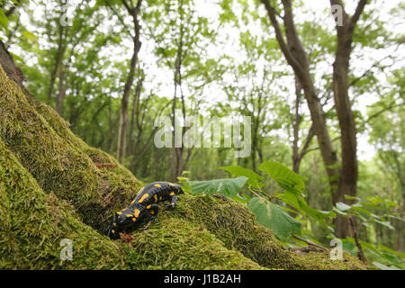 Feuer Salamander (Salamandra Salamandra) Weitwinkeleinstellung auf Baumwurzel, Ungarn Stockfoto