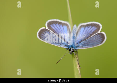 Mazarine Blue (Cyaniris Semiargus) männlichen Schmetterling auf einem Halm, Ungarn Stockfoto