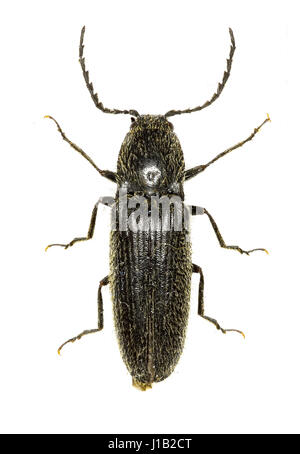 ClickBeetle Hemicrepidius auf weißem Hintergrund - Hemicrepidius Niger (Linnaeus, 1758) Stockfoto