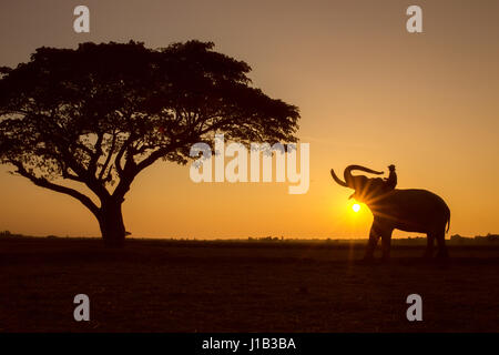 Silhouette Baum Tier Elefant und Mahout Mann Sunrise Hintergrund auf Thailand Morgen Zeit. Stockfoto