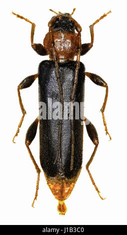 Violet Eichenlohehaufen Käfer auf weißem Hintergrund - Riesenmammutbaum Testaceus (Linnaeus, 1758) Stockfoto