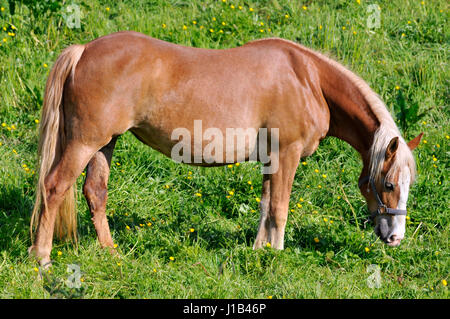 Profil braune Pferd (Equus Caballus) auf dem grünen Rasen Wiese weiden Stockfoto