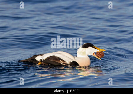 Gemeinsamen Eiderenten (Somateria Mollissima) männlichen Essen Seeigel beim Schwimmen im winter Stockfoto