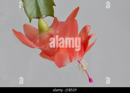 Schöne rosa Schlumbergera Truncata Blume, allgemein bekannt als Weihnachtskaktus. Closeup vor grauem Hintergrund mit Textfreiraum Stockfoto