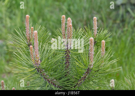 Tannenzweigen mit jungen Triebe closeup Stockfoto