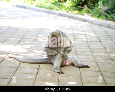 Niedlichen Fett lange Tailed Macaque Affen in Uluwatu, Bali, Indonesien Stockfoto