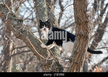 erschrocken schwarz-weiß Straßenkatze sitzt auf einem hohen trockenen Baum im Frühjahr Stockfoto