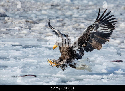 Seeadler, der auf dem Eis sitzt. Hakkaydo. Halbinsel Shiretoko. Shiretoko Nationalpark . Stockfoto