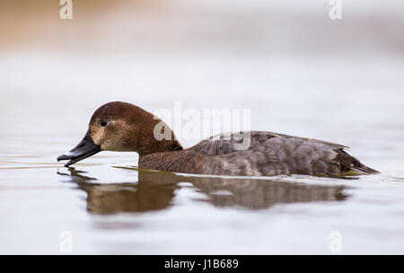 Beispielhafte weiblichen Tafelenten im Teich Stockfoto