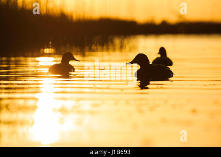 Tafelenten bei Sonnenuntergang im Teich Stockfoto