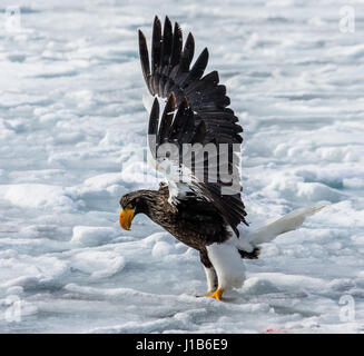 Steller's Seeadler sitzt auf Eis des gefrorenen Meeres. Japan. Hakkaydo. Halbinsel Shiretoko. Shiretoko Nationalpark . Stockfoto