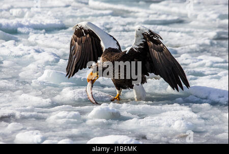 Steller's Seeadler sitzt auf Eis des gefrorenen Meeres. Japan. Hakkaydo. Halbinsel Shiretoko. Shiretoko Nationalpark . Stockfoto