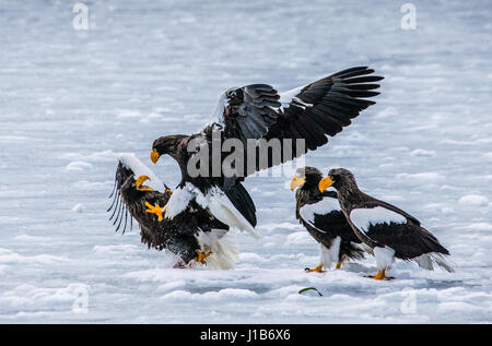 Gruppe der Seeadler auf Beute mit Eis. Hakkaydo. Halbinsel Shiretoko. Shiretoko Nationalpark . Stockfoto