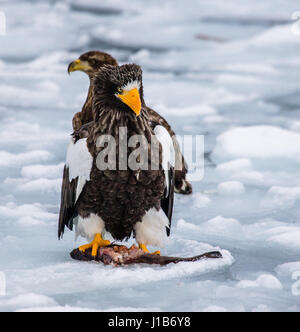 Zwei Steller Seeadler sitzen auf dem Eis mit Beute in seinen Klauen. Japan. Hakkaydo. Shiretoko-Halbinsel. Shiretoko-Nationalpark Stockfoto