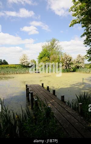 Dorf Teich, Biddenham, Bedfordshire, war einst der Manor-Karpfen-Teich und wurde im Jahr 1986 restauriert. Stockfoto