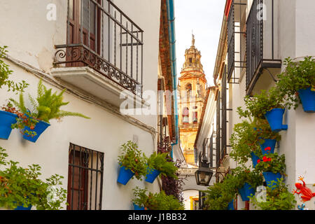 Blume Straße Calleja de Las Flores Córdoba, Spanien Stockfoto