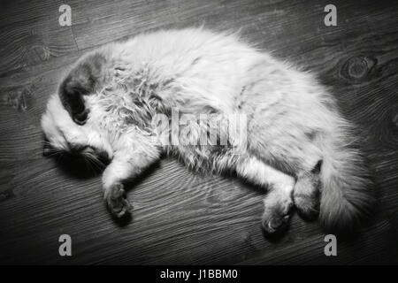 Ragdoll Katze in einen faulen Nachmittag Stockfoto