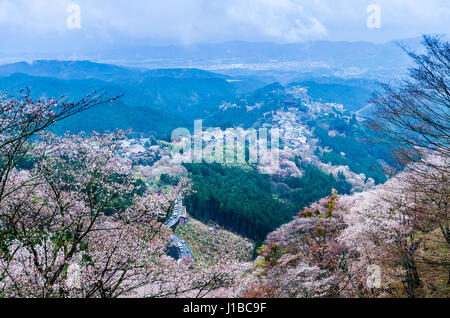Kirschblüte auf Mount Yoshino morgens um Nara Japan, getönten und Farbfilter Stockfoto