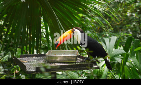 Großer Hornbill Vogel / Horn Rechnung / Buceros Bicornis / Riesentukan Stockfoto