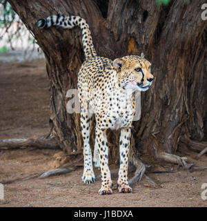 Geparden in der Kalahari-Wüste, Namibia Stockfoto