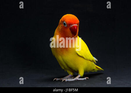 Doppelte gelbe Lovebird, Vogel im schwarzen Hintergrund Stockfoto