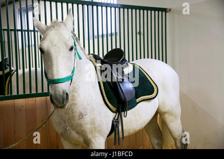 Grau gefärbt Lipizzaner Reitpferd warten Fahrer Stockfoto