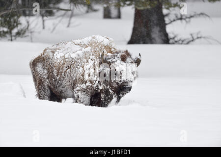 Amerikanischer Bison / Amerikanischer Bison (Bison Bison), schweren alten Bullen mit Schnee bedeckt im starken Winter, Yellowstone, Wyoming, USA. Stockfoto