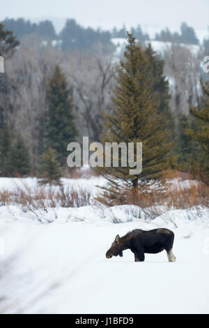 Elch / Elch (Alces Alces), junger Stier in ihrem typischen Lebensraum, im Winter, Yellowstone Bereich, Wyoming, USA. Stockfoto