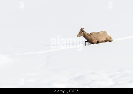 Rocky Mountain Bighorn Sheep / Dickhornschaf (Ovis Canadensis), Ewe, Wandern durch den Tiefschnee, folgt einer Spur, Yellowstone, USA. Stockfoto